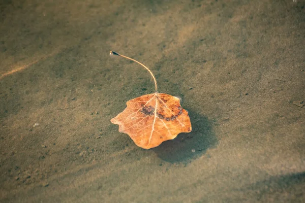 Poplar Leaf Floats River — 图库照片