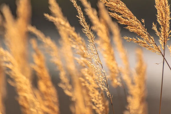 Reedweed spicy Calamagrostis acutiflora on the river bank sways in the wind