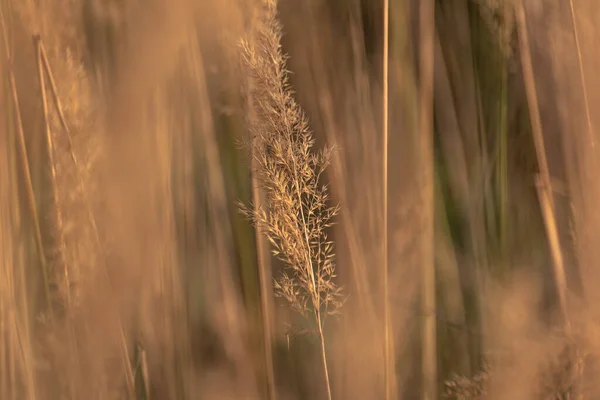 Reedweed Spicy Calamagrostis Acutiflora River Bank Sways Wind — Stock Photo, Image