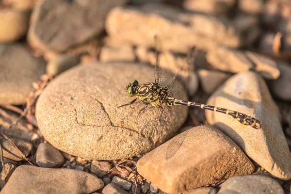 Tiger Dragonfly Its Natural Habitat — Fotografia de Stock