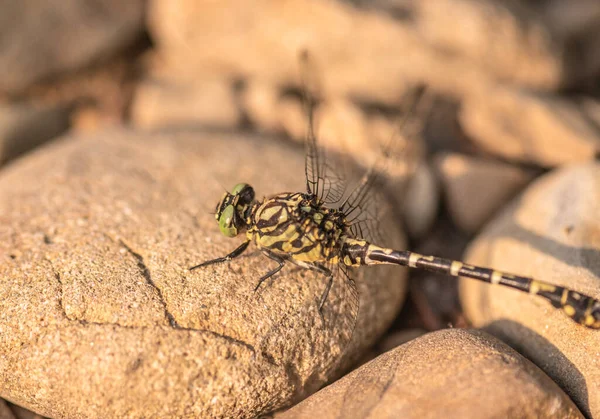 Tiger Dragonfly Its Natural Habitat — kuvapankkivalokuva