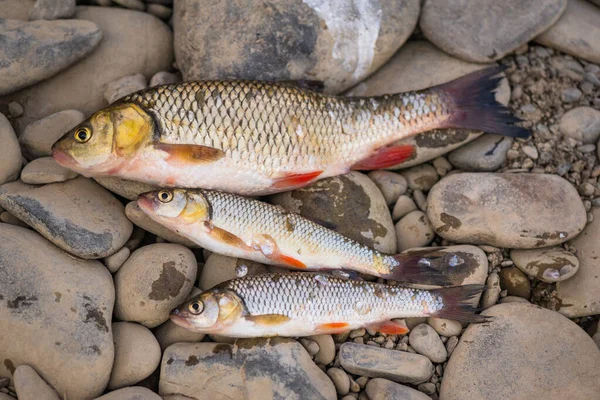 Fisherman Catch Mountain River — Stockfoto