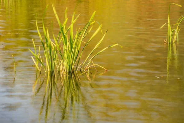 Green Leaves Sedge Reflection Water — Foto Stock