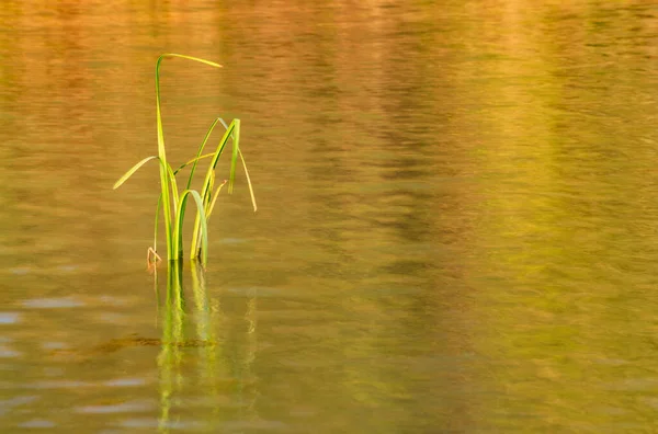 Green Leaves Sedge Reflection Water —  Fotos de Stock