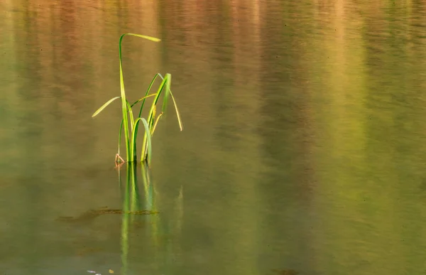 Green Leaves Sedge Reflection Water — 스톡 사진