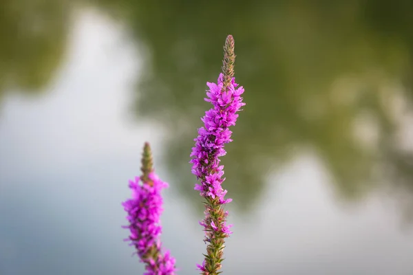 Blooming Loosestrife Willow Lthrum Salicria River Bank — Foto Stock