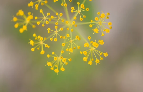 Close Flowering Anethum Graveolens — Foto Stock