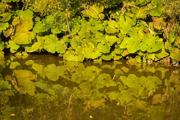 Landscape Reflection River Butterbur Leaves — Stock Photo, Image