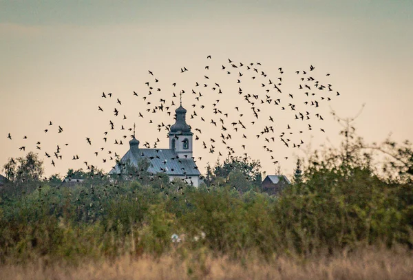 A flock of small birds flying in the sunset sky