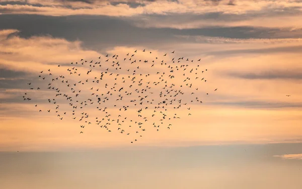 A flock of small birds flying in the sunset sky