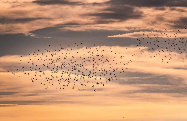 Flokk Småfugler Som Flyr Solnedgangen – stockfoto