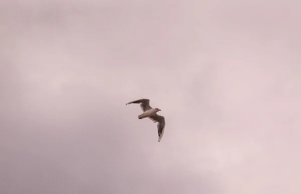 Mås Flyger Solnedgången Himlen — Stockfoto