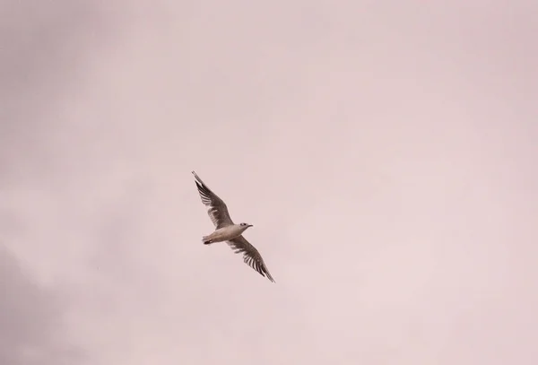 Чайка Летить Сонечку — стокове фото