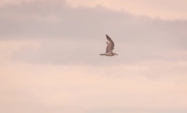 Una Gaviota Vuela Cielo Del Atardecer — Foto de Stock