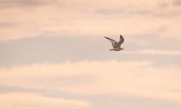 カモメが夕日の空を飛んでいる — ストック写真