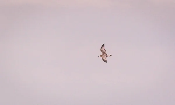 Ένας Γλάρος Πετάει Στον Ουρανό Του Ηλιοβασιλέματος — Φωτογραφία Αρχείου
