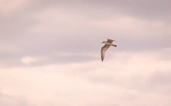 Gün Batımında Gökyüzünde Bir Martı Uçuyor — Stok fotoğraf