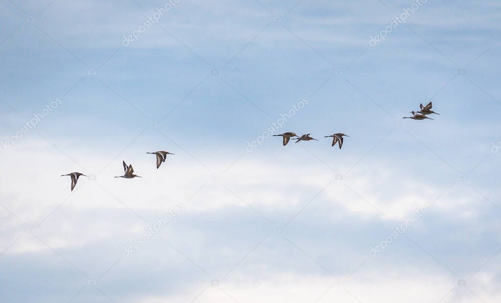 A flock of snipes in the sunset sky