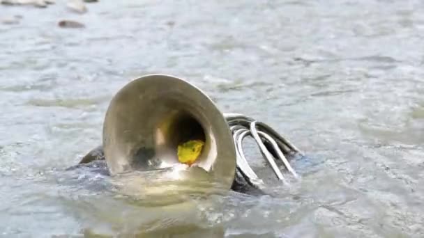 Landscape French Horn Mountain River — Vídeo de stock