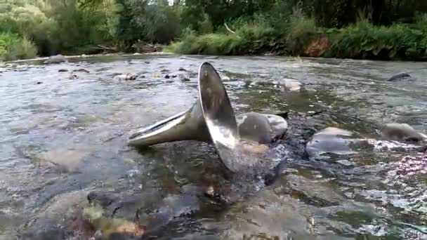 Landscape French Horn Mountain River — Vídeo de Stock