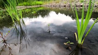 Landscape with plants in the water