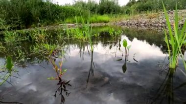Landscape with plants in the water