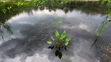 Landscape with plants in the water