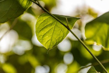 Nehir kenarındaki Fallopia sakhalinensis 'in genç dalları