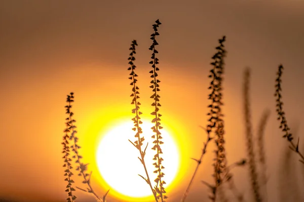 日没時に山の川のほとりの植物 — ストック写真