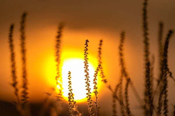 Rostlina Březích Horské Řeky Při Západu Slunce — Stock fotografie