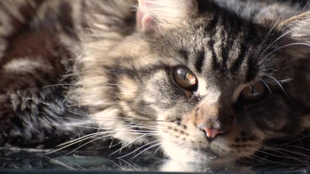 Portrait Maine Coon Marbled Color — ストック動画