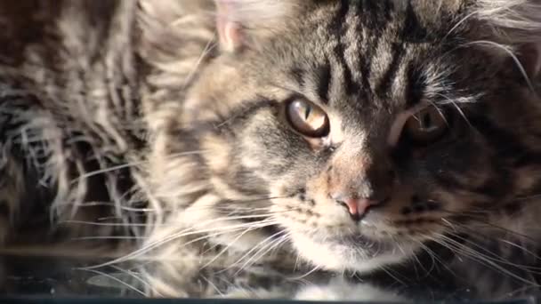 Portrait Maine Coon Marbled Color — Wideo stockowe