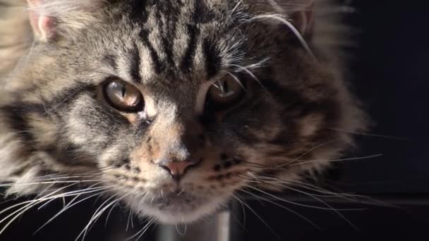 Portrait Maine Coon Marbled Color — Vídeos de Stock