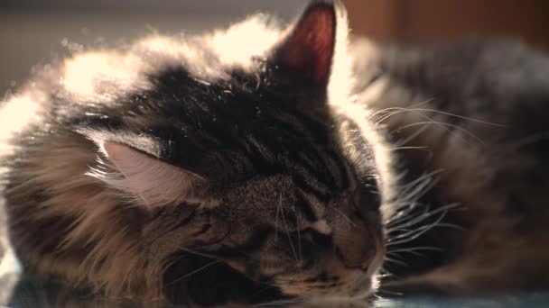 Portrait Maine Coon Marbled Color — Stock Video