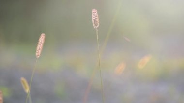 Kuru, kabarık bir bitkiden gün batımı