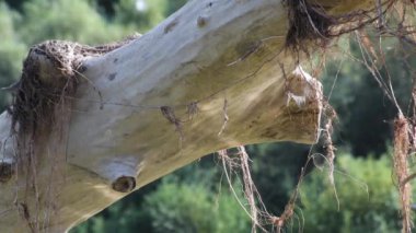 The game of the reflected sun on the trunk of a fallen tree in the river