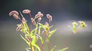 Fragile plant in the sun on the river bank
