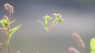 Fragile plant in the sun on the river bank