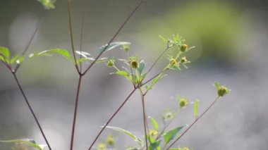 Fragile plant in the sun on the river bank