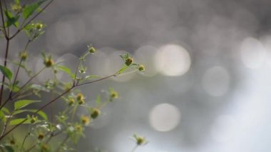 Fragile plant in the sun on the river bank