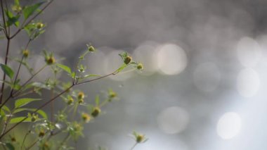Fragile plant in the sun on the river bank