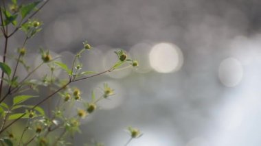 Fragile plant in the sun on the river bank