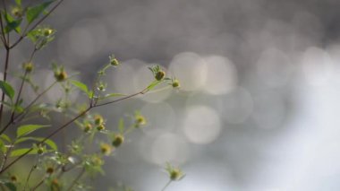 Fragile plant in the sun on the river bank