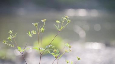 Fragile plant in the sun on the river bank