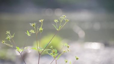 Fragile plant in the sun on the river bank