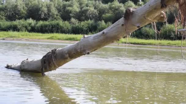 Game Reflected Sun Trunk Fallen Tree River — Video