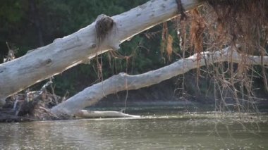 The game of the reflected sun on the trunk of a fallen tree in the river