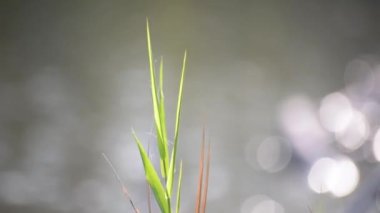 Fragile plant in the sun on the river bank