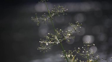Fragile plant in the sun on the river bank