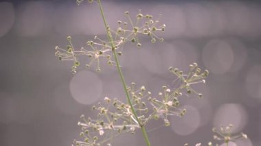 Fragile plant in the sun on the river bank
